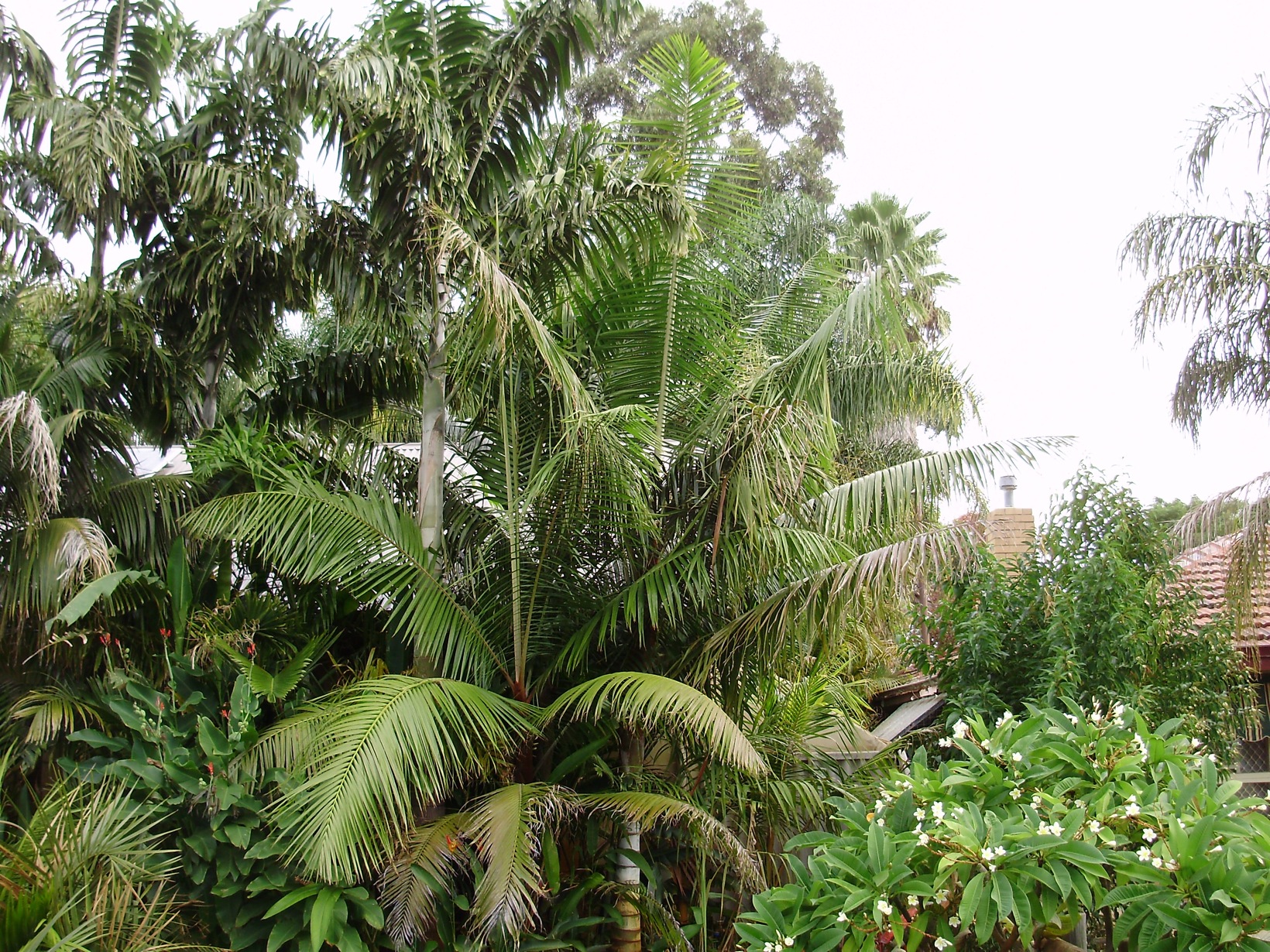 Pictures around the garden - DISCUSSING PALM TREES WORLDWIDE - PalmTalk